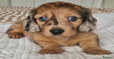 Miniature Dachshund dogs - Advert 6