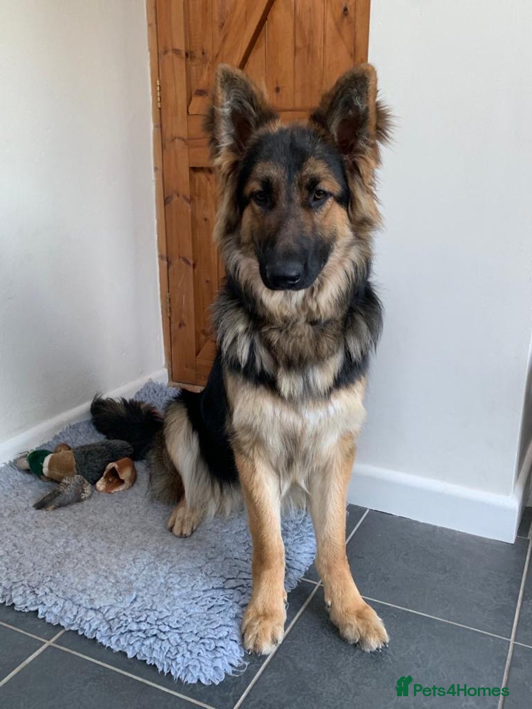 Mixed Breed dogs for sale: German shepherd pups - Advert 14