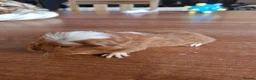 Guinea Pig rodents for sale: Baby Guinea Pigs - Advert 4