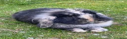 Lionhead rabbits for sale: Super playful Lionlop  - Advert 7