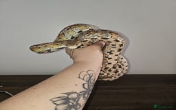 Corn Snake reptiles for sale: corn snake for sale viv and accessories included - Image 4