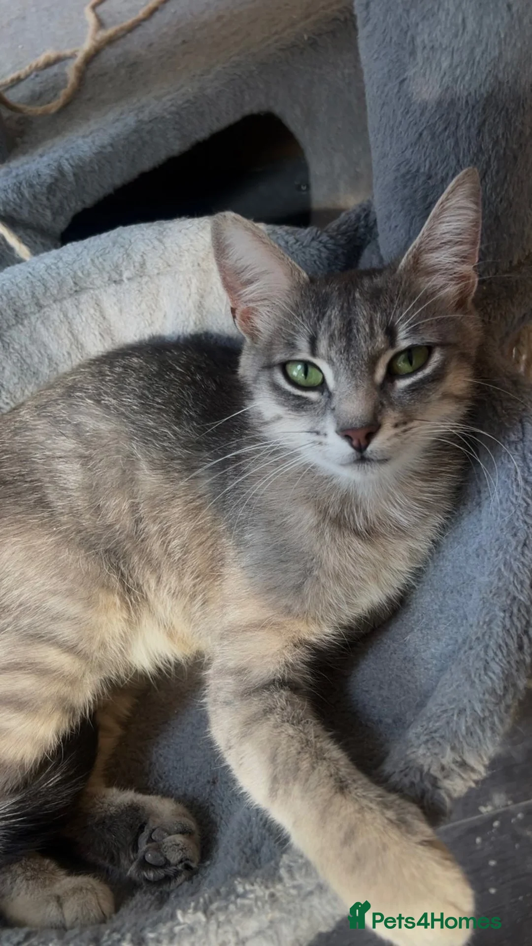 British Shorthair cats for sale: Mother and daughter for sale in Nottingham - Advert 1