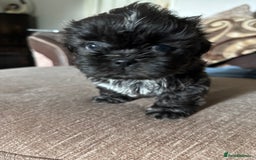 Shih Tzu dogs for sale: Shih Tzu Puppies for sale - Image 2