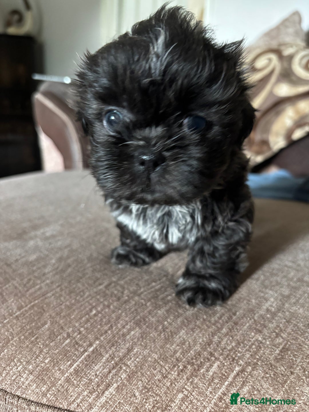 Shih Tzu dogs for sale: Shih Tzu Puppies for sale - Image 2