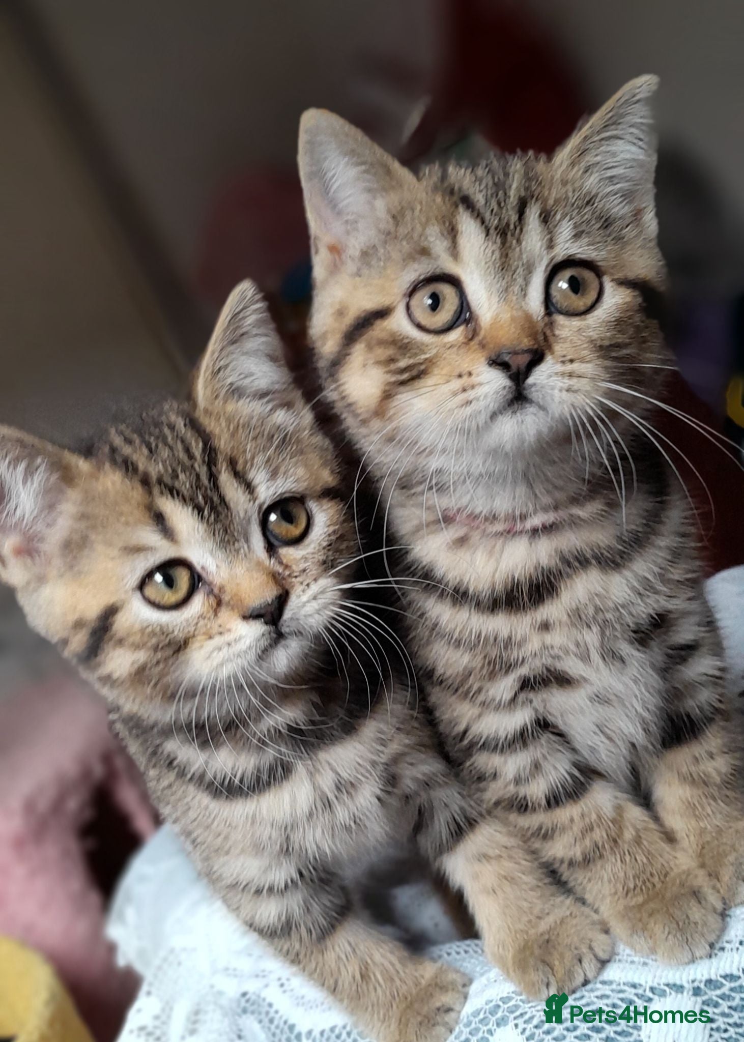 British Shorthair cats British Shorthair - Advert 6