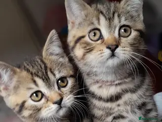 British Shorthair cats British Shorthair - Advert 6