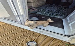 Mixed Breed dogs for sale: Banjo - Image 3