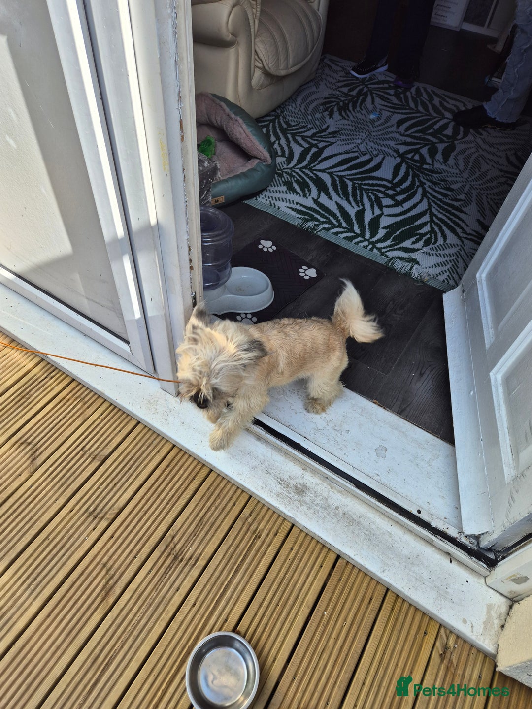Mixed Breed dogs for sale: Banjo - Image 3