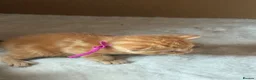 Domestic Shorthair cats for sale: Kittens for sale  - Advert 8