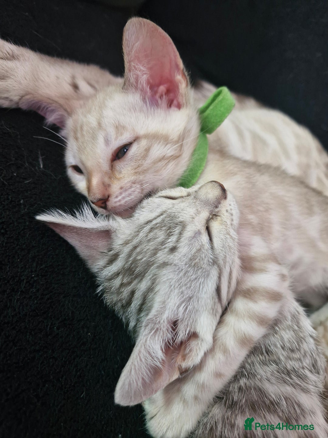 Bengal cats for sale: Rare Snow Genetic & Health Tested Bengal Kittens - Image 15