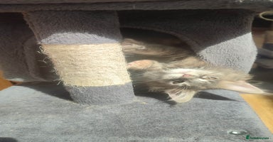Maine Coon cats in Great Missenden - Advert 4
