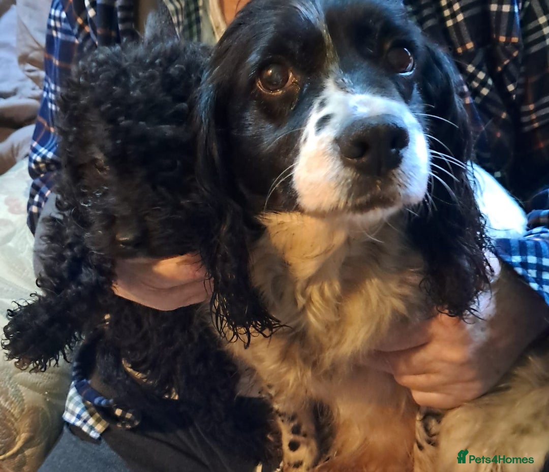 Cockapoo dogs for sale: Cockapoo puppy  - Advert 2