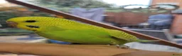 Budgerigars birds for sale: Budgies for sale - Advert 3