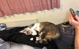 Mixed Breed cats for adoption: [Indoors only] Tom, Bryan, Ezzie: cuddliest boys - Image 14