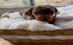 Miniature Dachshund dogs for sale: 3 KC REGISTERED MINIATURE DASCHUN PUPPIES! - Image 4