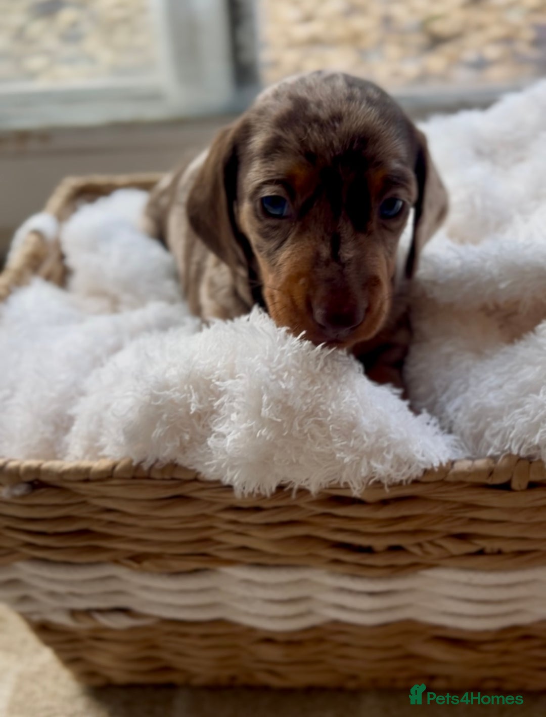 Miniature Dachshund dogs for sale: 3 KC REGISTERED MINIATURE DASCHUN PUPPIES! - Image 4