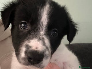 Border Collie dogs Only 1 boy left - Beautiful chunky Border Collies - Advert 2