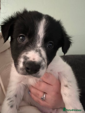 Border Collie dogs Only 1 boy left - Beautiful chunky Border Collies - Advert 2