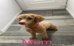 Maltipoo dogs for sale: Stunning F1 Maltipoo Puppies!!! - Image 16