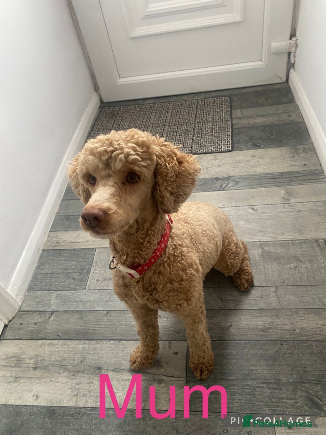 Maltipoo dogs for sale: Stunning F1 Maltipoo Puppies!!! - Image 16
