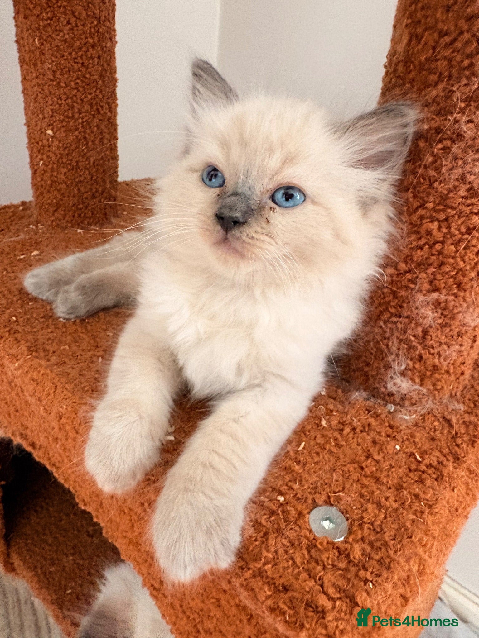 Ragdoll cats Stunning Colour Point and Bicolour Ragdoll Kittens - Advert 18