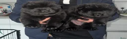 Chow Chow dogs for sale: Exceptional Chow Chow Puppies – Rare & Stunning🐻 - Advert 6