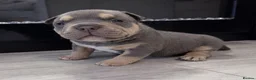 American Bully dogs for sale: 2 American pocket bully boys  - Advert 2