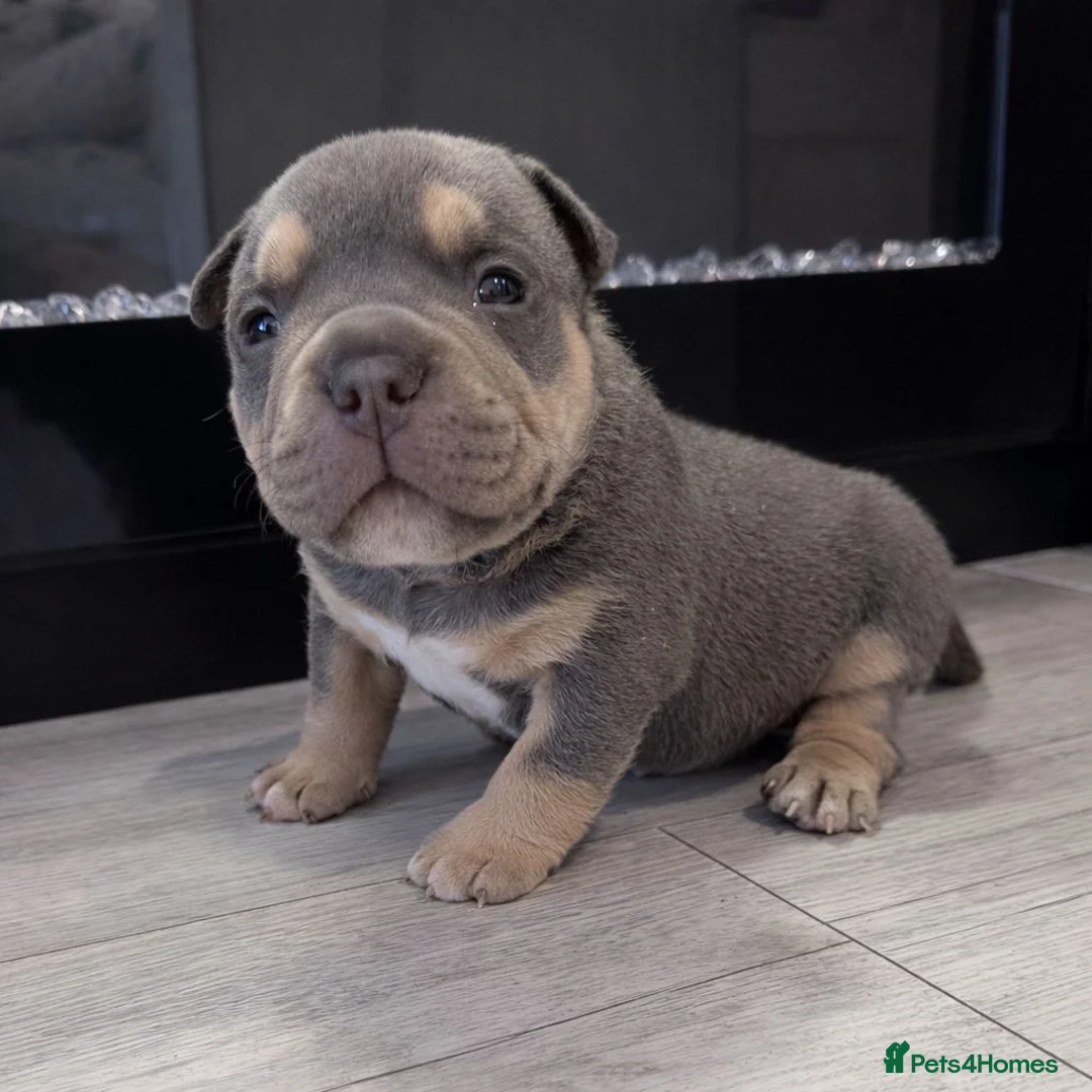 American Bully dogs for sale: 2 American pocket bully boys  - Advert 2