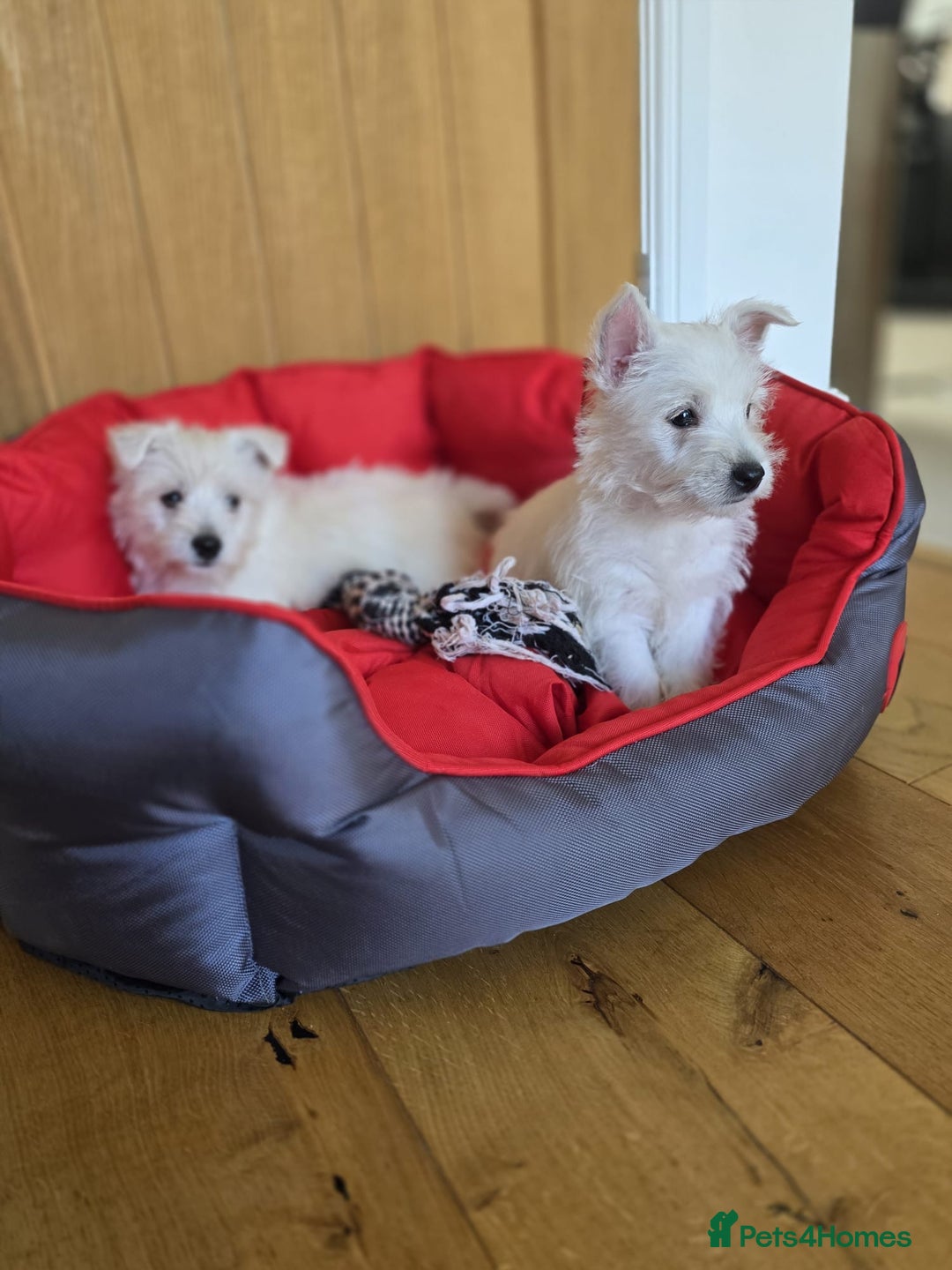West Highland Terrier dogs for sale: 2 Female West Highlands Puppies - Image 7