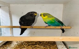 Budgerigars birds for sale: Rare budgies breeding pairs  - Image 6