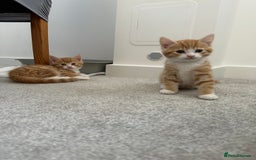 Mixed Breed cats for sale: 1 kitten is reserved only 1 left !!!! £200 - Image 2