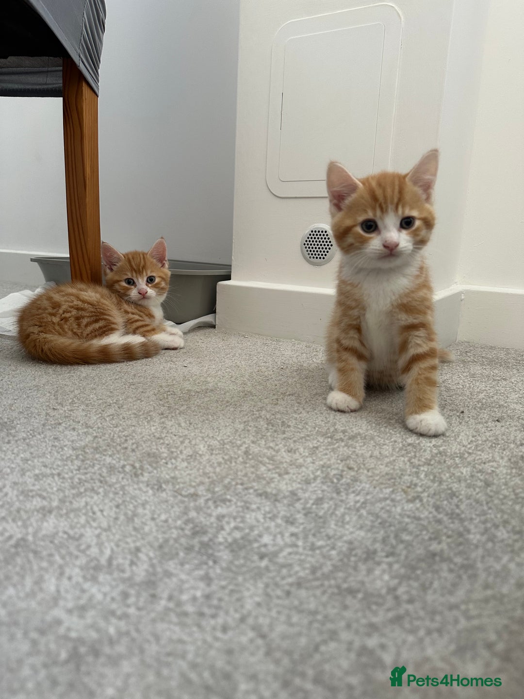 Mixed Breed cats for sale: 1 kitten is reserved only 1 left !!!! £200 - Image 2