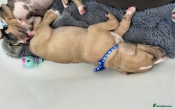 American Bully dogs for sale: Pocket bullies - Image 11