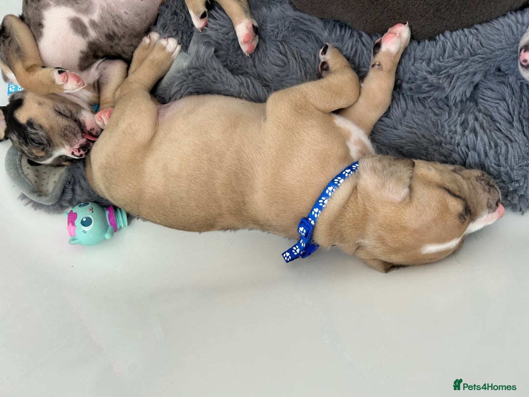 American Bully dogs for sale: Pocket bullies - Image 11