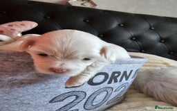 Bichon Frise dogs for sale: 6 bichon maltes - Image 9