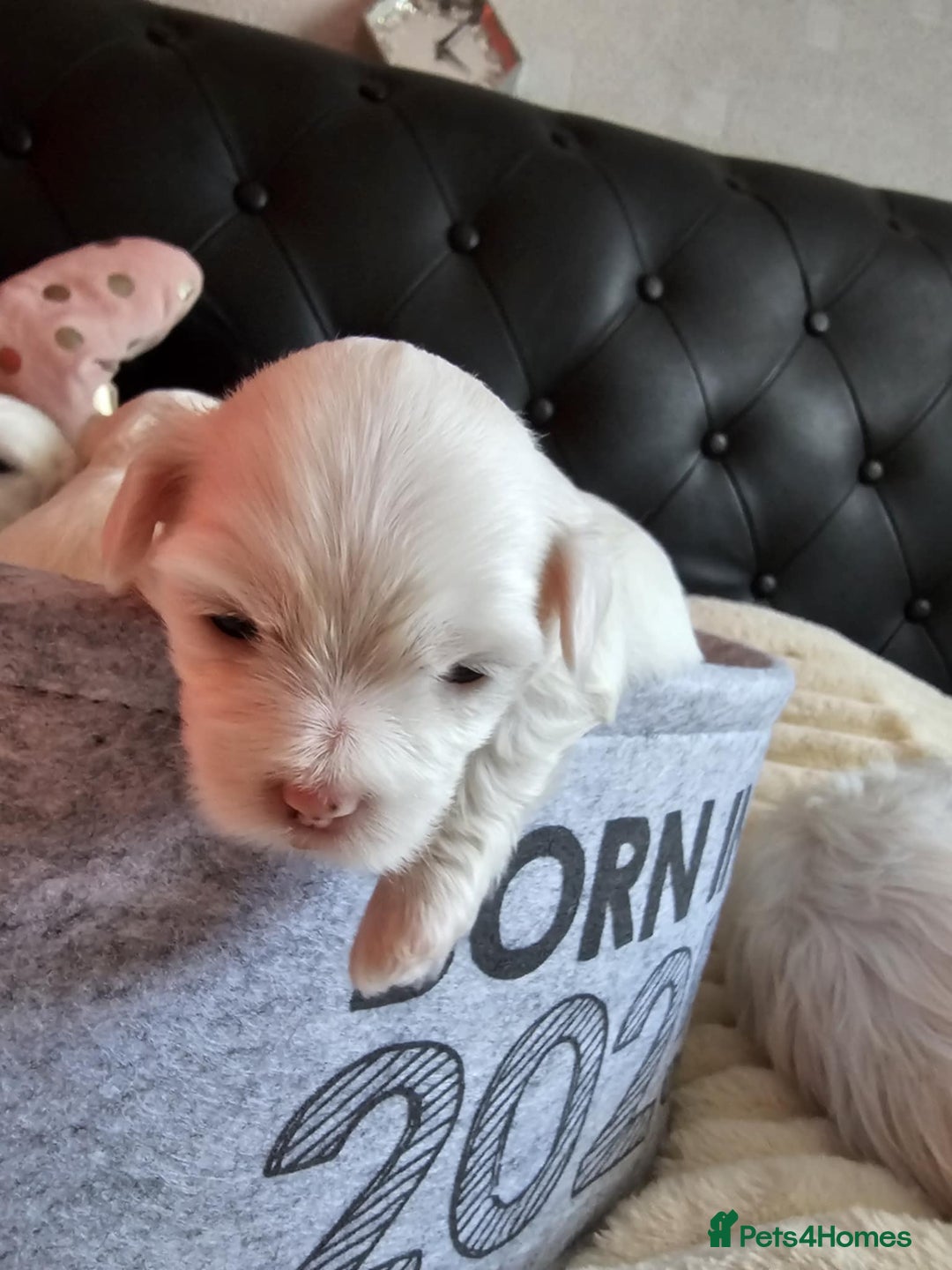 Bichon Frise dogs for sale: 6 bichon maltes - Image 9