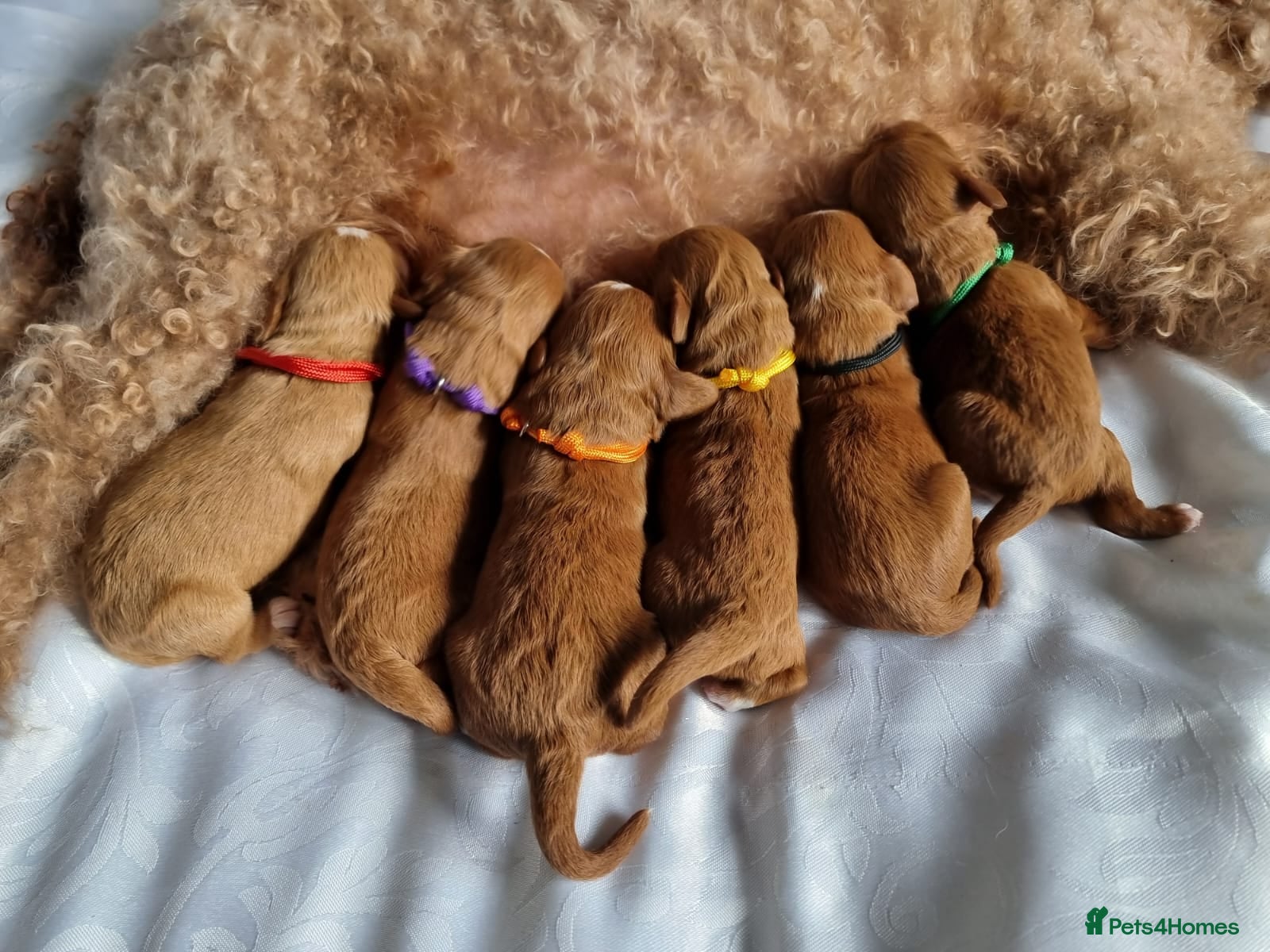 Cavapoo dogs Beautiful Cavapoo F1 puppies  - Advert 16