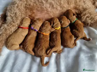 Cavapoo dogs Beautiful Cavapoo F1 puppies - Advert 7