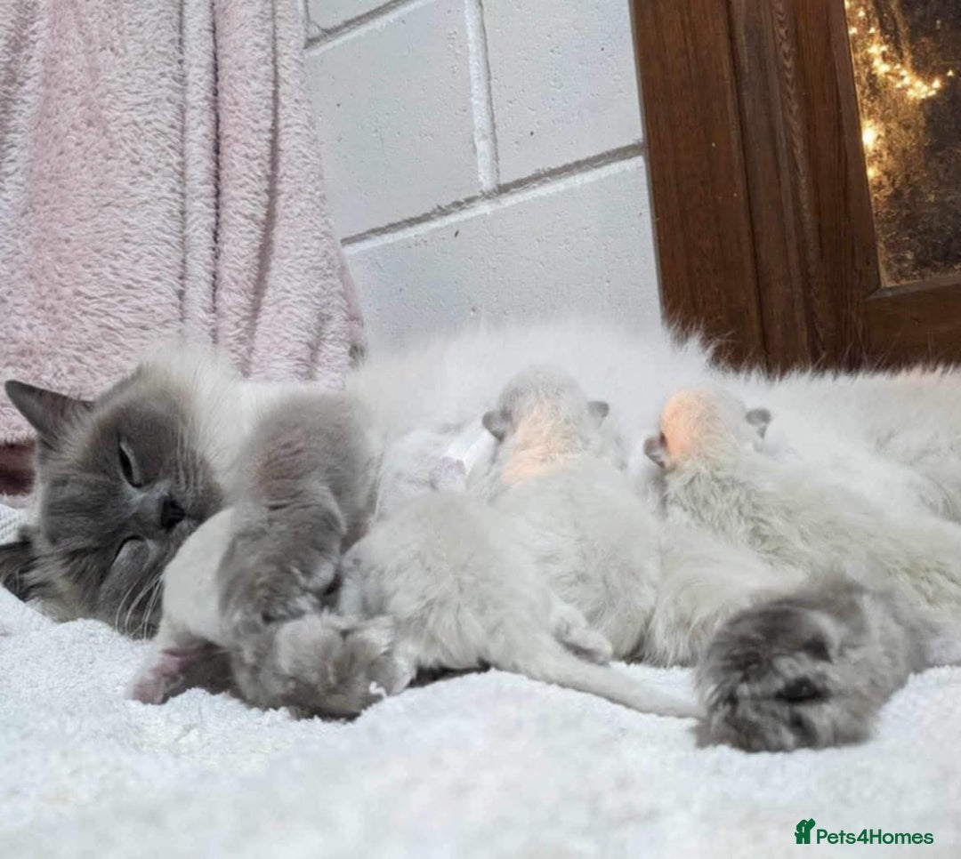 Ragdoll cats for sale: Beautiful Ragdoll Kittens - Image 12
