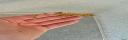 Gecko reptiles for sale: 2 crested babies for sale. - Advert 8