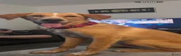 Mixed Breed dogs for adoption: Loki is looking for his forever home  in Whitley Bay - Advert 3