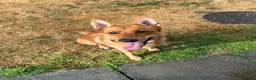 German Shepherd dogs for sale: German shepherd OPEN TO OFFERS - Advert 1