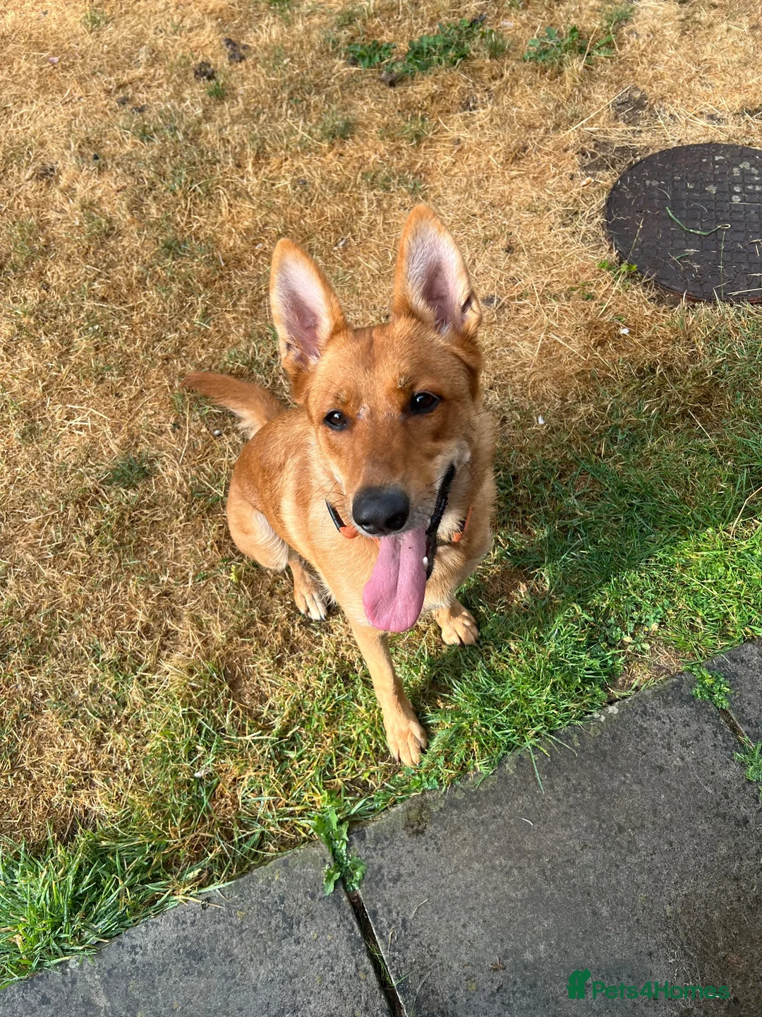 German Shepherd dogs for sale: German shepherd OPEN TO OFFERS - Advert 1