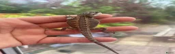 Bearded Dragon reptiles for sale: Super friendly bearded dragons - Advert 4
