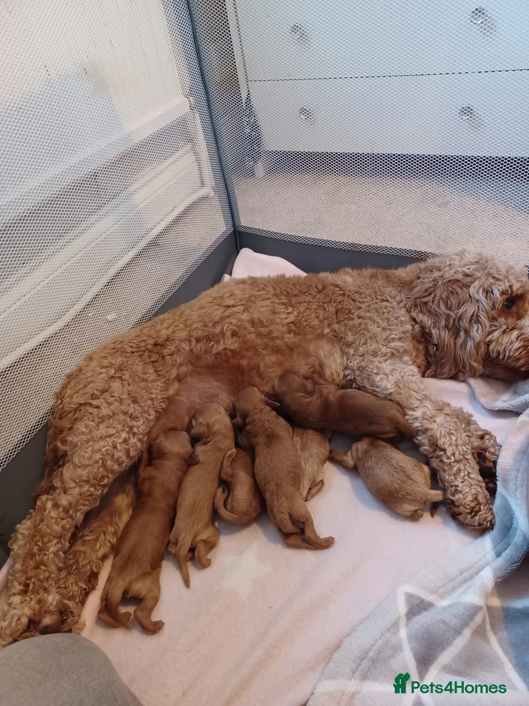 Cockapoo dogs for sale: Miniature cockapoo puppies  - Advert 8