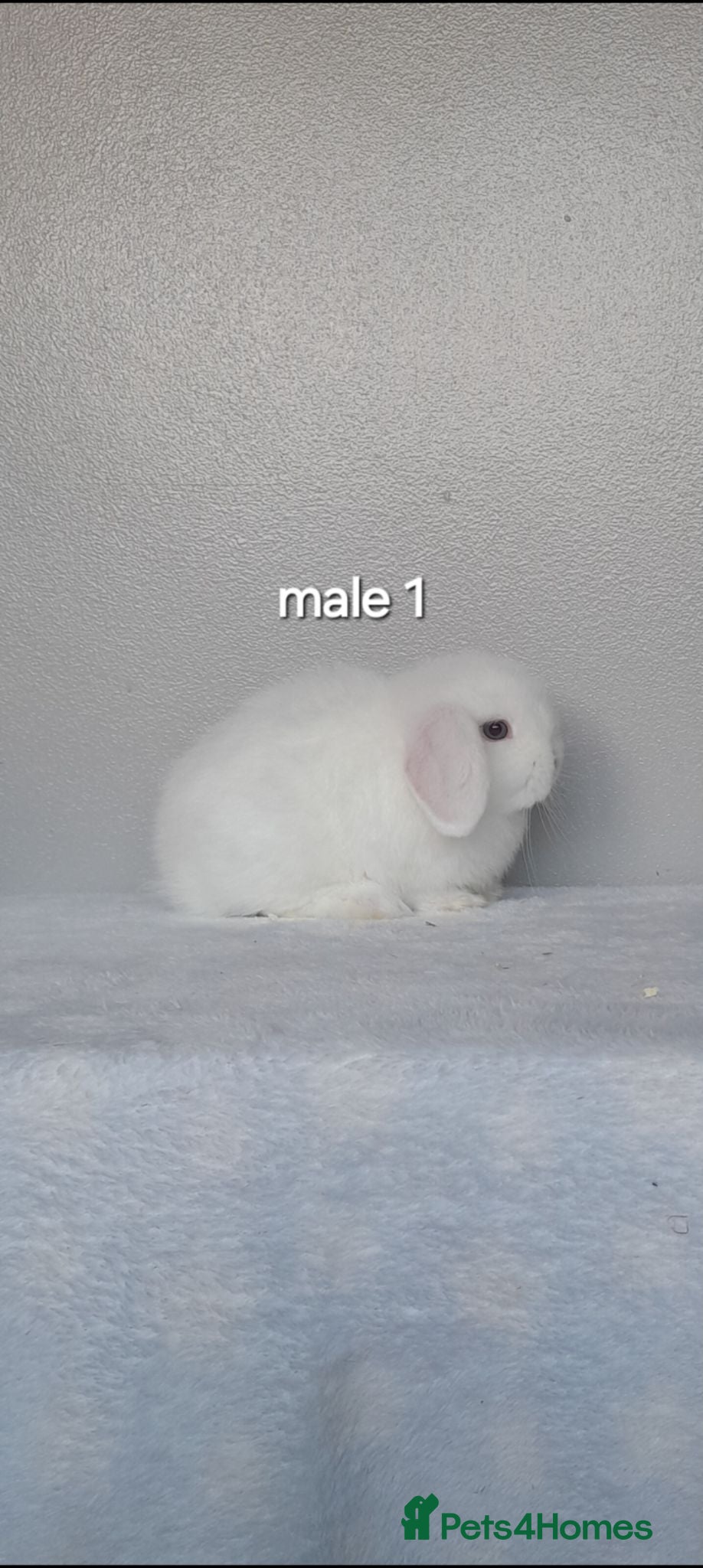 Mini Lop rabbits Purebred mini lop rabbits. Ready now - Advert 1