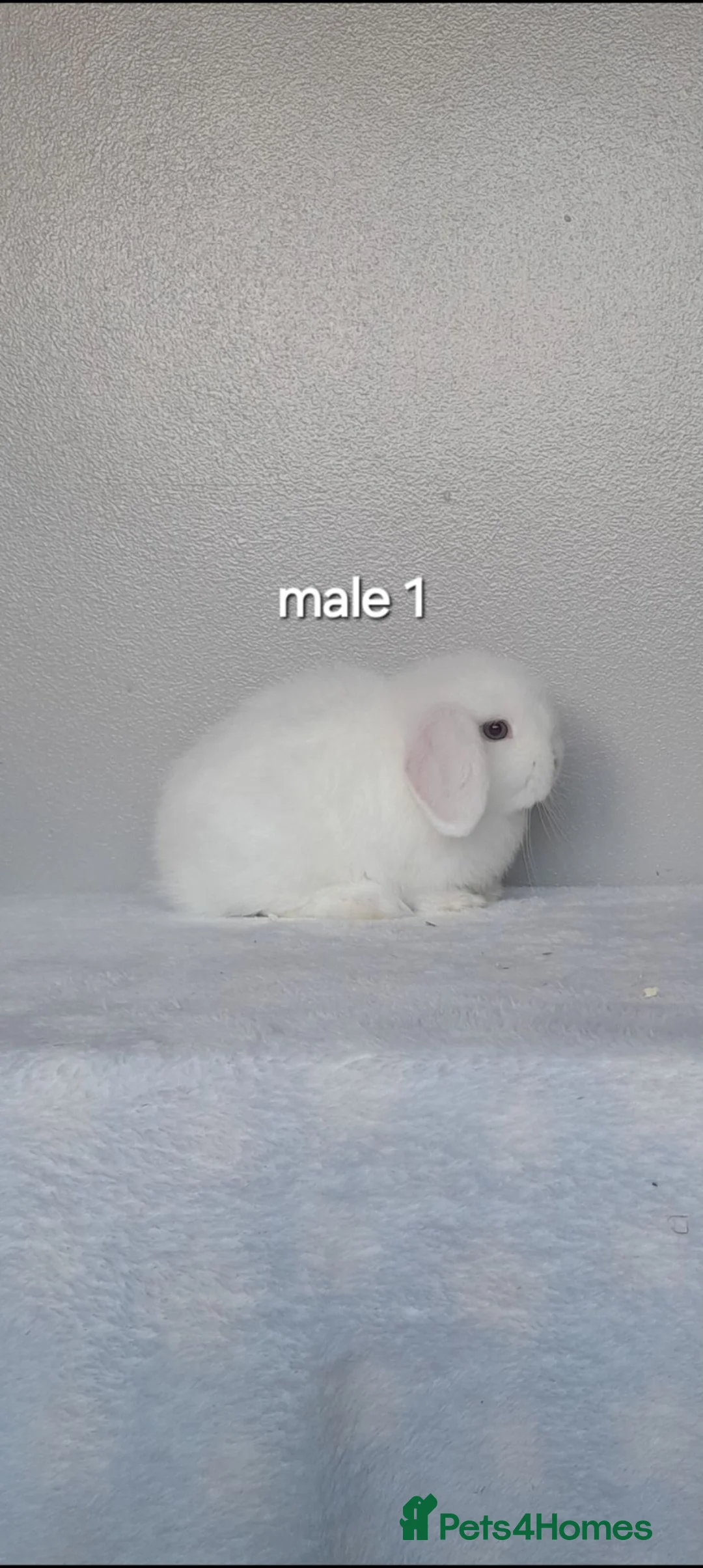 Mini Lop rabbits for sale: Purebred mini lop rabbits. Ready now - Advert 1