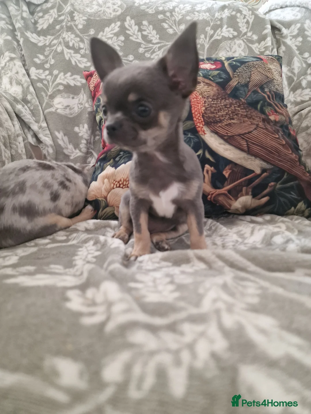 Chihuahua dogs for sale: A Delightful litter of tiny Chihuahua puppies.  - Advert 2