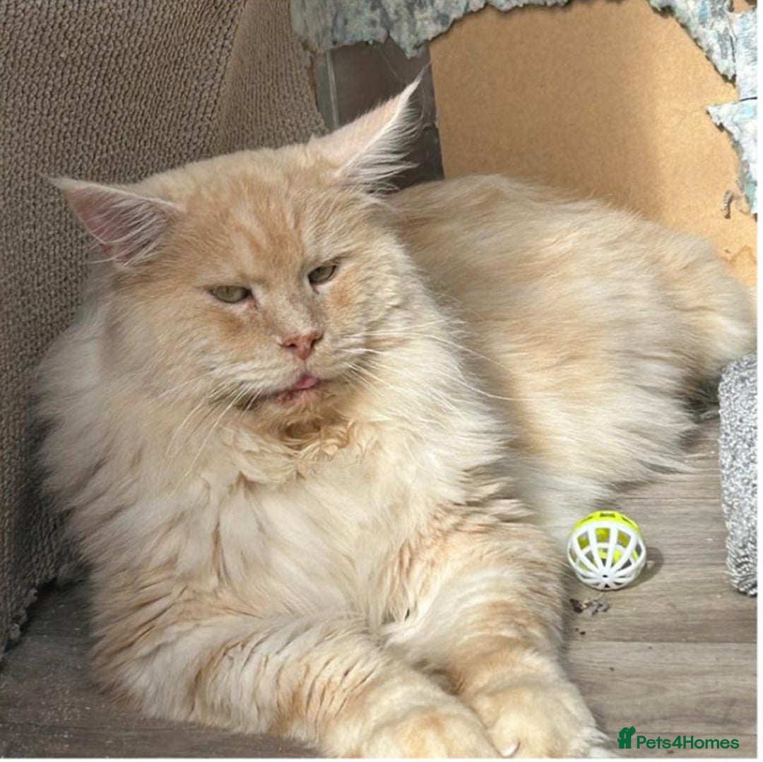 Maine Coon cats for sale: A lovely mc fluffy big solid blue boy - Advert 12