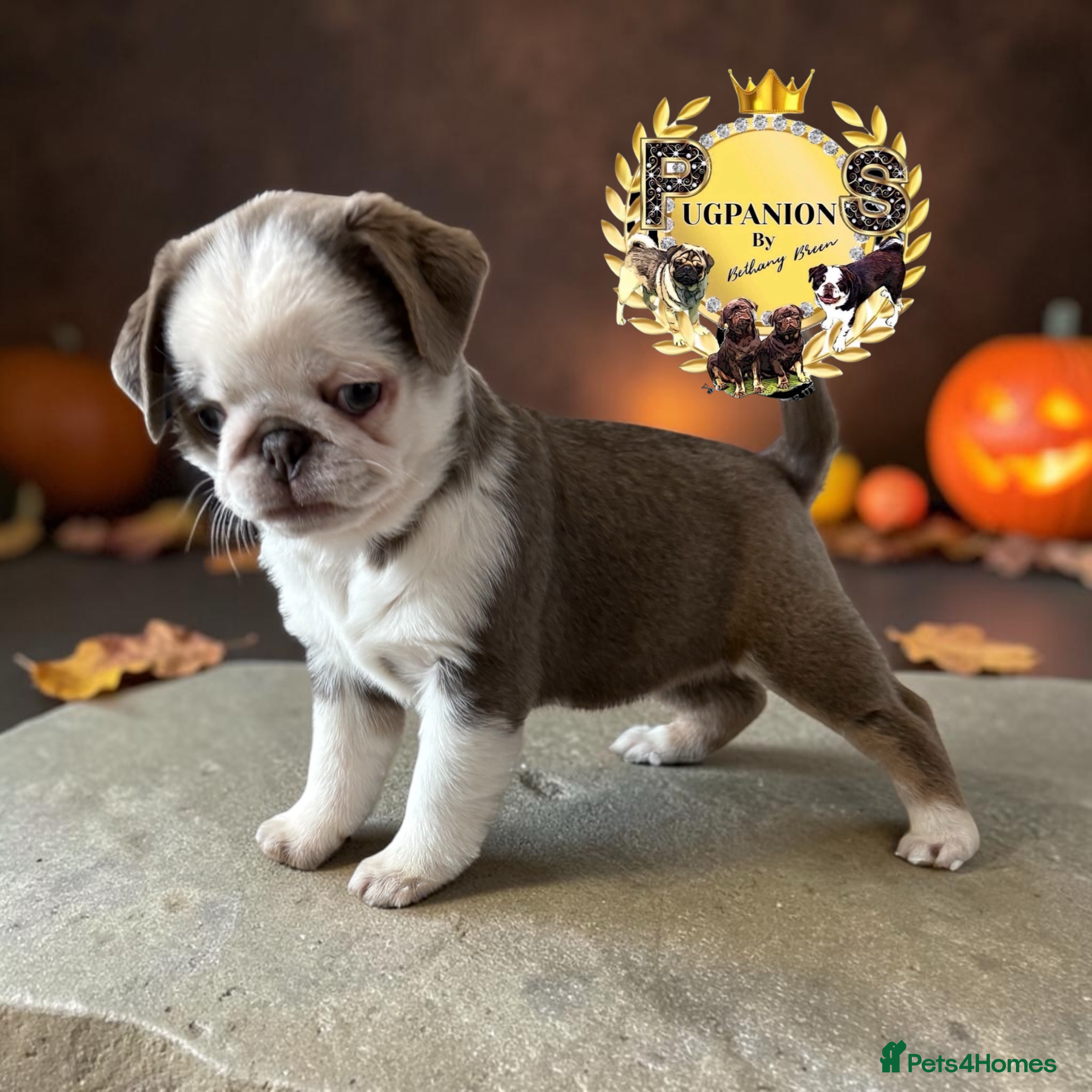 Pug dogs for sale: Kc lilac and chocolate pugs 5 star licensed  - Advert 1